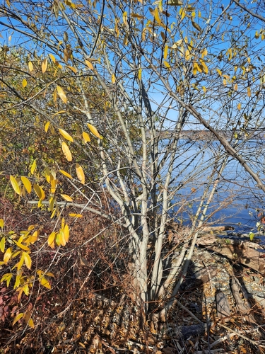Grey willow (Salix cinerea)
