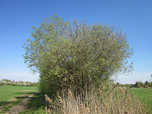Grey willow: Asch-Weide ( Salix cinerea ) im Hockenheimer Rheinbogen
