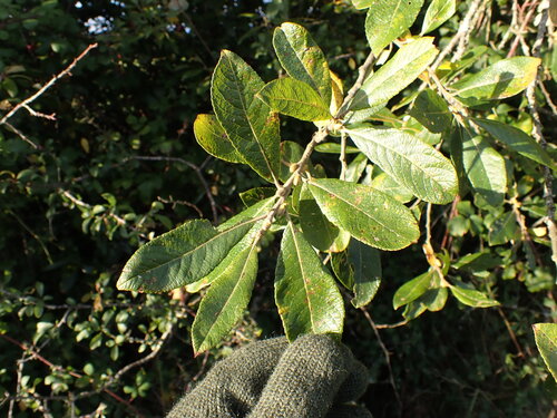 Grey willow (Salix cinerea)