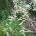 Grey willow (Salix cinerea)