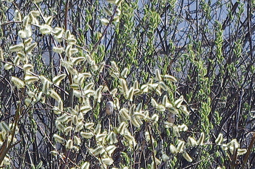 Grey willow (Salix cinerea)