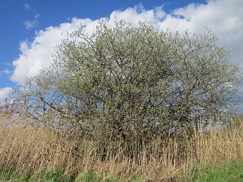 Grey willow: Asch-Weide ( Salix cinerea ) im Hockenheimer Rheinbogen