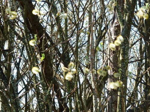 Grey willow (Salix cinerea)