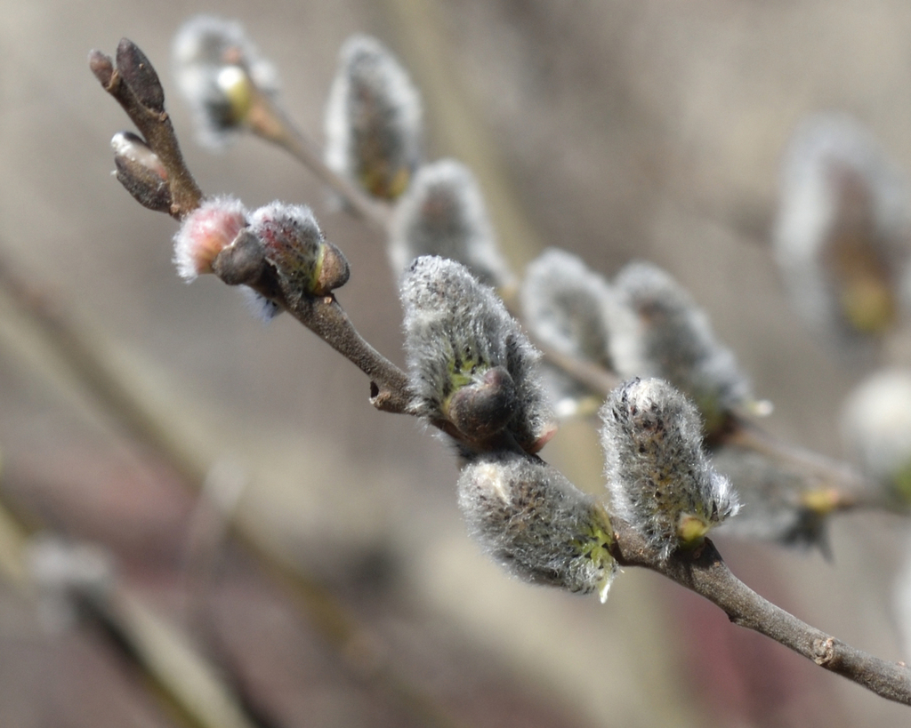 Grey willow (Salix cinerea)