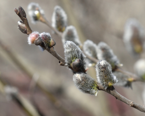 Grey willow (Salix cinerea)