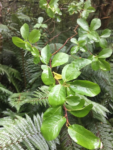 Grey willow (Salix cinerea)