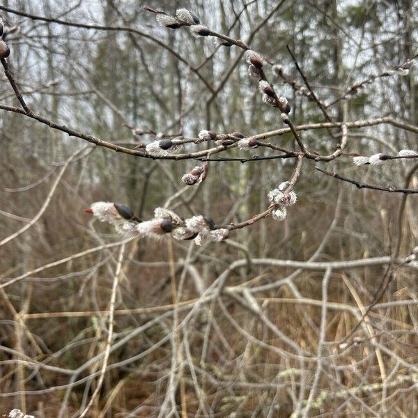 Pussy willow (Salix discolor)