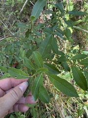 Pussy willow (Salix discolor)