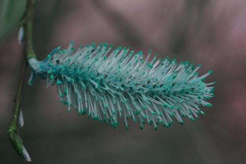 Pussy willow (Salix discolor)