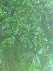 Pussy willow (Salix discolor)