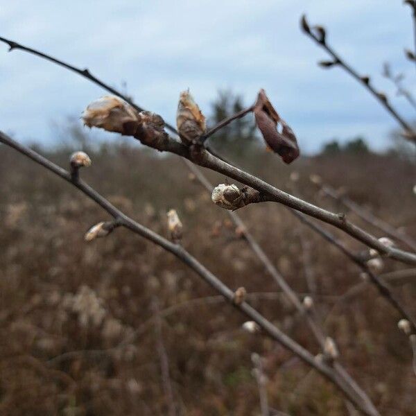 Pussy willow (Salix discolor)