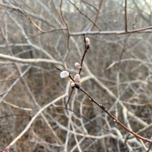 Pussy willow (Salix discolor)