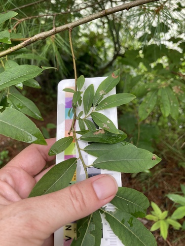 Pussy willow (Salix discolor)