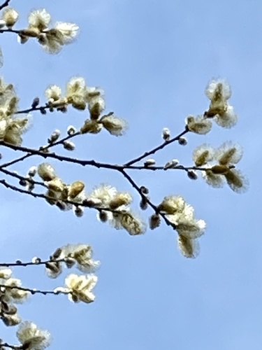 Pussy willow (Salix discolor)