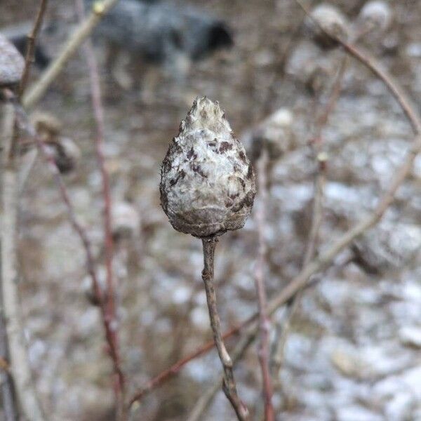 Pussy willow (Salix discolor)