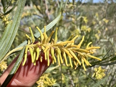 Narrowleaf willow (Salix exigua)
