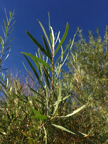 Narrowleaf willow (Salix exigua)