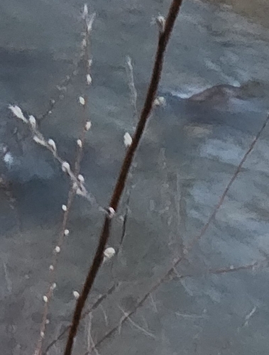 Narrowleaf willow (Salix exigua)