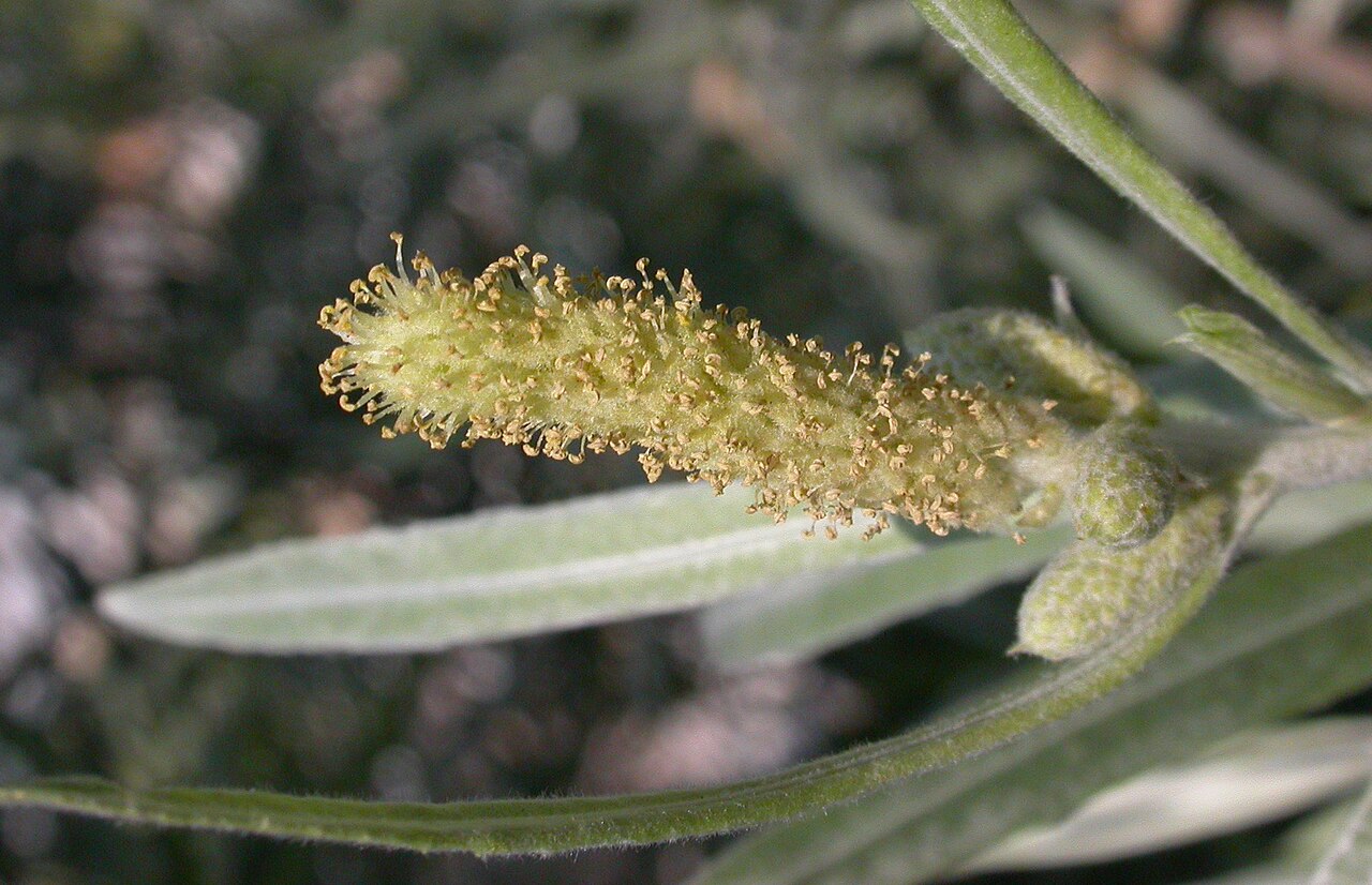 Narrowleaf willow: Photographed at BioTrek . Contributed and © by Curtis Clark. Licensed as noted.