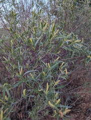 Narrowleaf willow (Salix exigua)