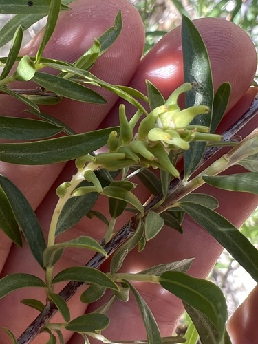 Narrowleaf willow (Salix exigua)