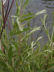 Narrowleaf willow (Salix exigua)