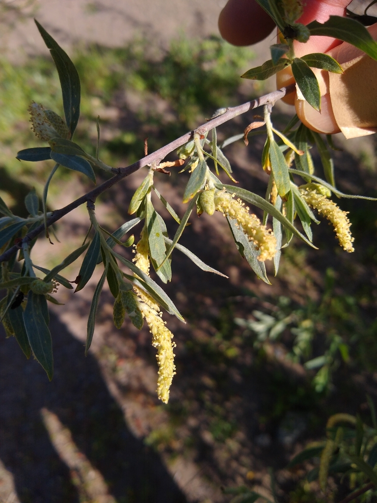 Narrowleaf willow (Salix exigua)