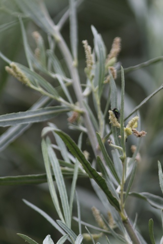 Narrowleaf willow (Salix exigua)