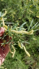 Narrowleaf willow (Salix exigua)