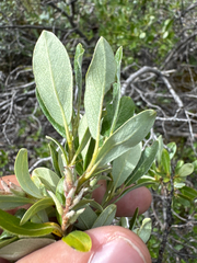 Grayleaf willow (Salix glauca)