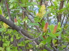 Grayleaf willow (Salix glauca)