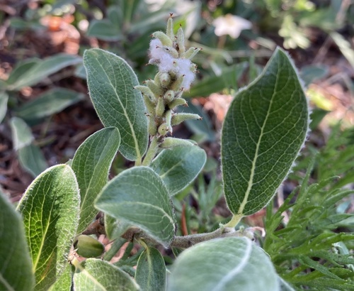Grayleaf willow (Salix glauca)