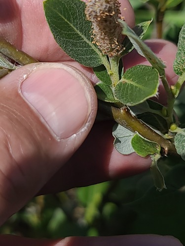 Grayleaf willow (Salix glauca)