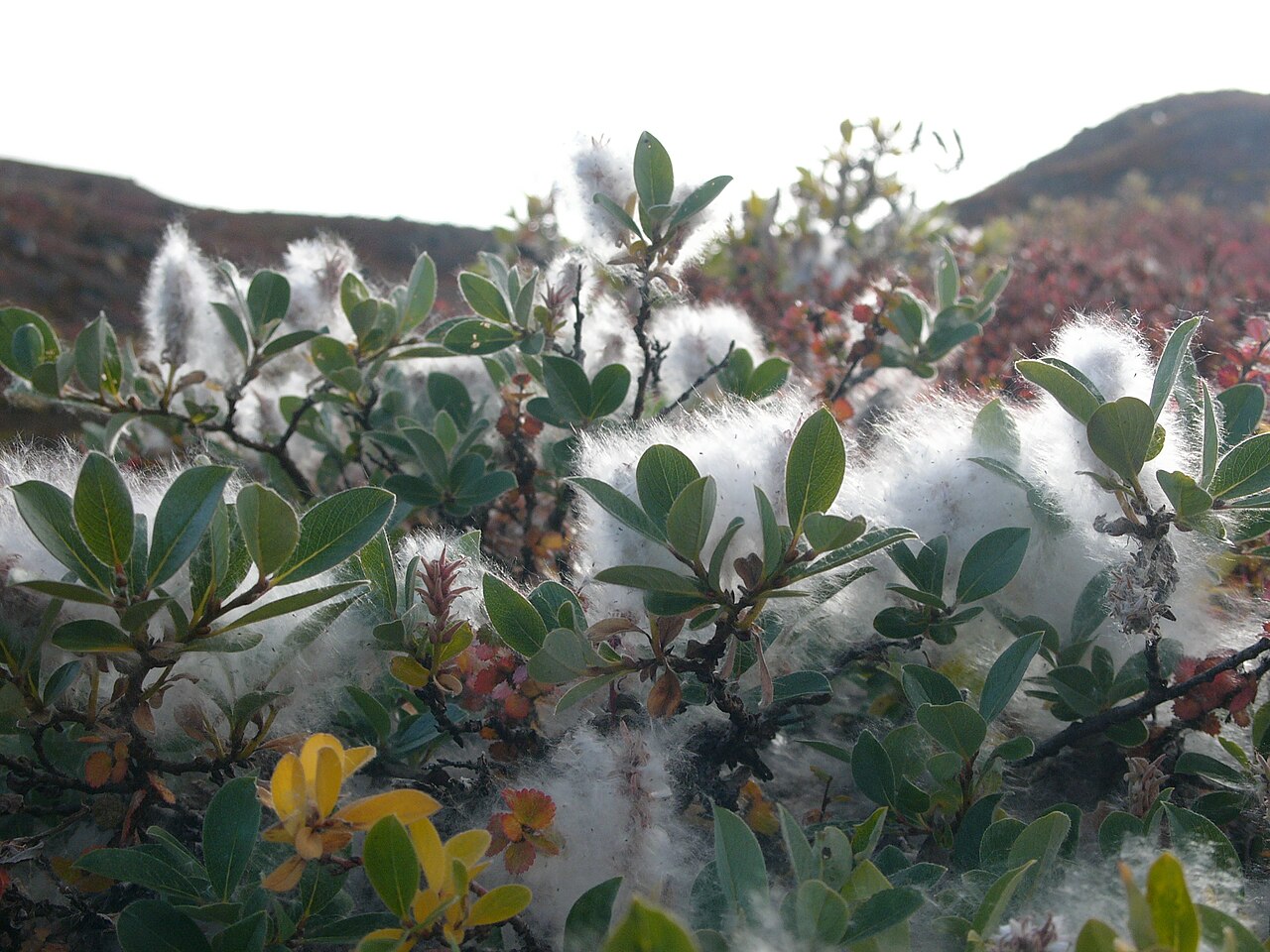 Grayleaf willow: Salix glauca in East Greenland tundra