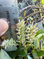 Grayleaf willow (Salix glauca)