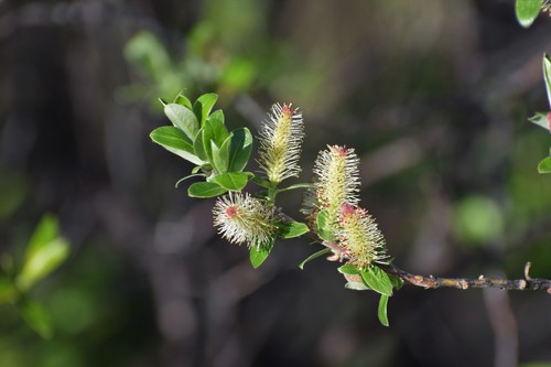 Grayleaf willow (Salix glauca)