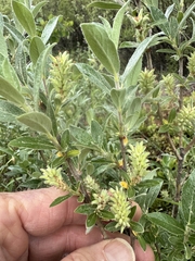 Grayleaf willow (Salix glauca)