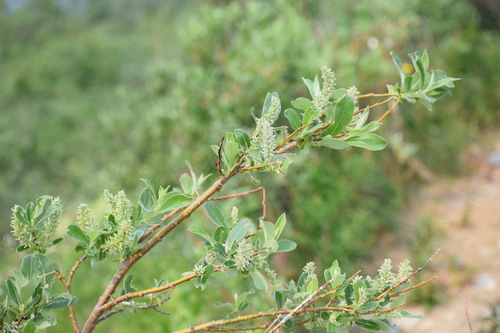Grayleaf willow (Salix glauca)