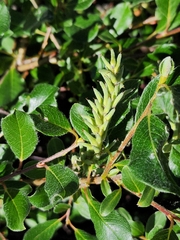 Grayleaf willow (Salix glauca)