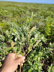 Grayleaf willow (Salix glauca)