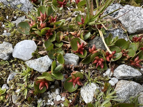 Snowbed willow (Salix herbacea)