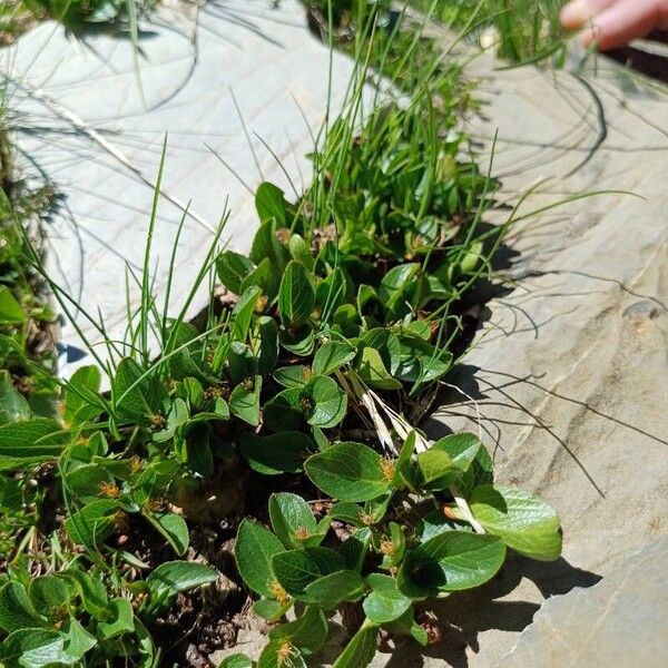 Snowbed willow (Salix herbacea)