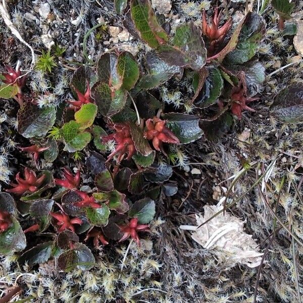Snowbed willow (Salix herbacea)