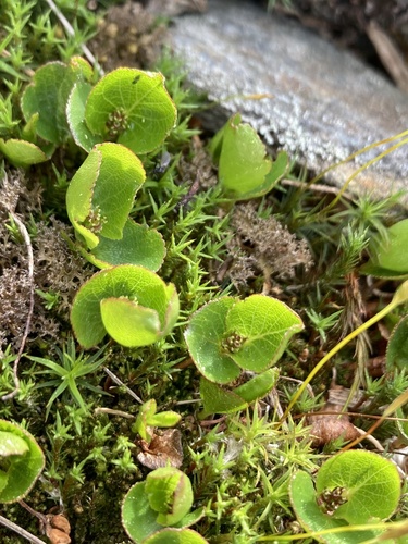 Snowbed willow (Salix herbacea)