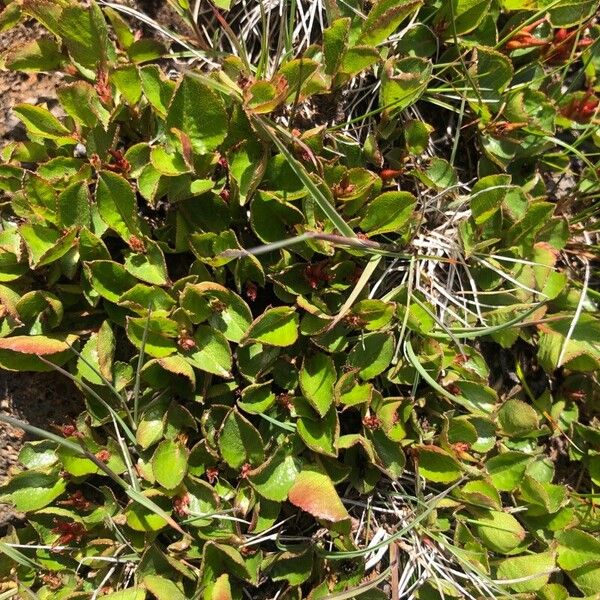 Snowbed willow (Salix herbacea)