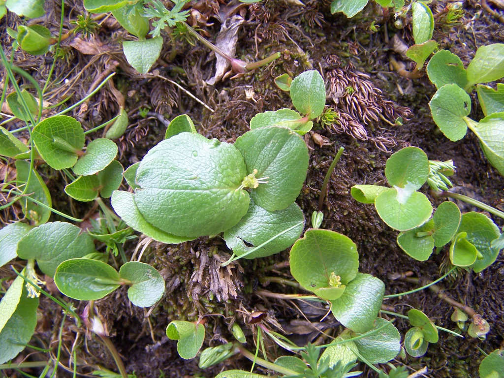 Snowbed willow: Salix herbacea (pl. wierzba zielna), habitat: Tatra Mountains, Dolina Gąsienicowa