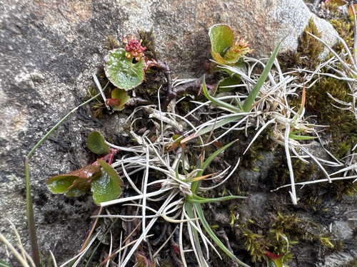 Snowbed willow (Salix herbacea)