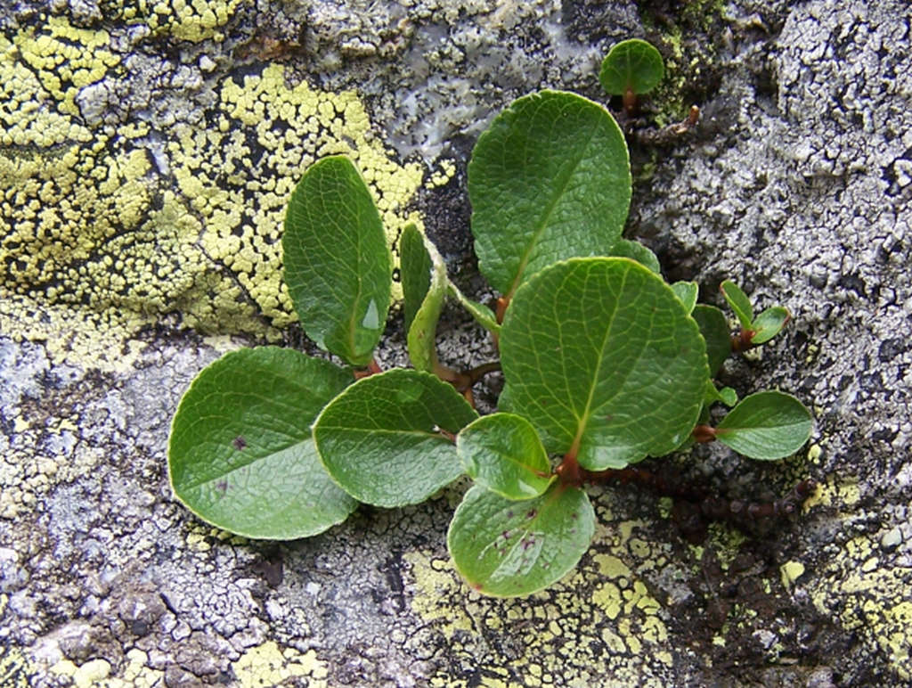 Snowbed willow: Salix herbacea (pl. wierzba zielna), habitat: Tatra Mountains, Granaty
