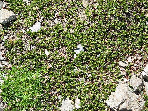 Snowbed willow: Salix herbacea