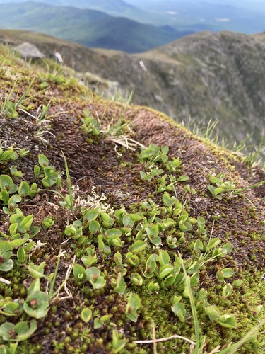 Snowbed willow (Salix herbacea)